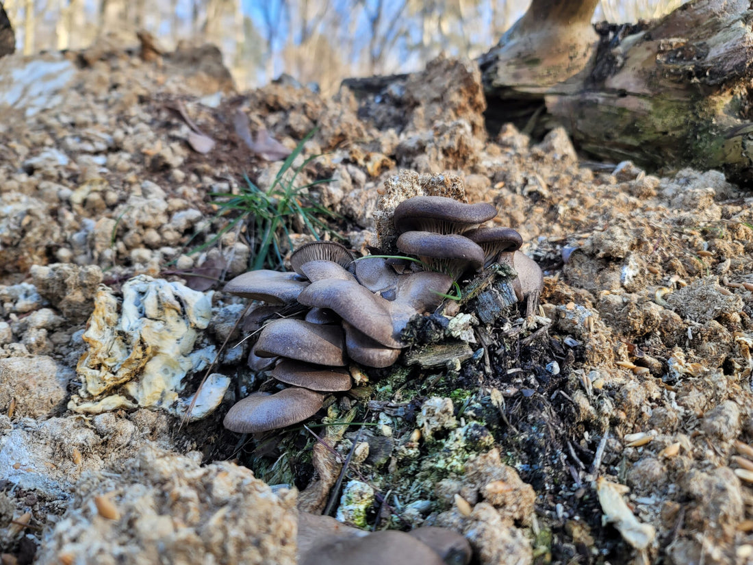 Brown oyster mushrooms growing outside