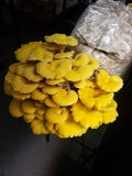 Mushroom Grow Kit