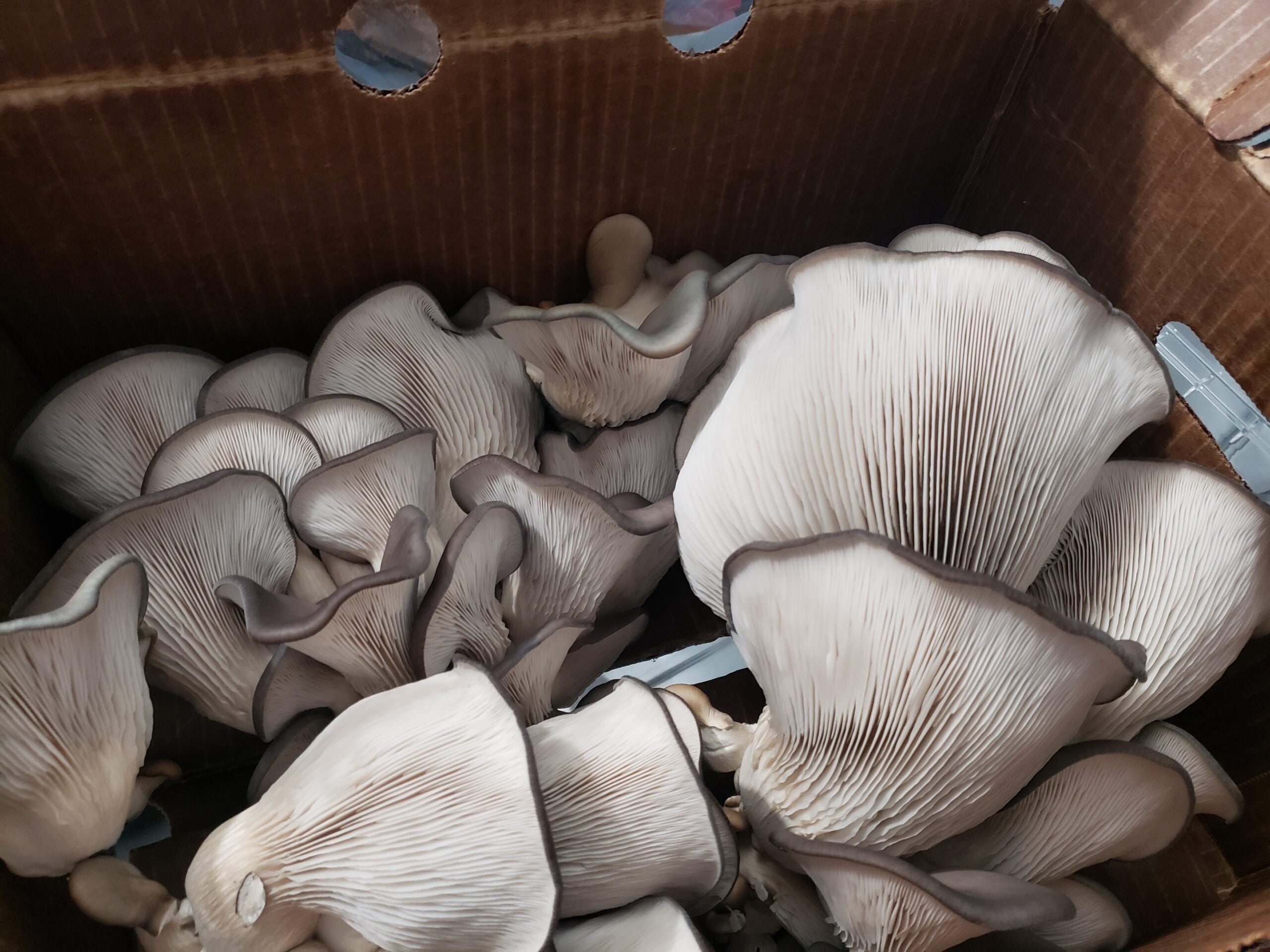 Fresh Mushrooms